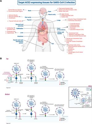 Frontiers | Nanomaterials to combat SARS-CoV-2: Strategies to